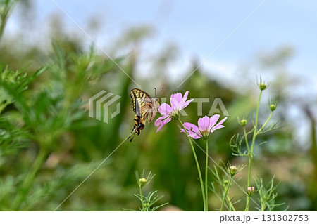 コスモスの蜜を吸うキアゲハ コスモスの蜜を吸うキアゲハ 131302753
