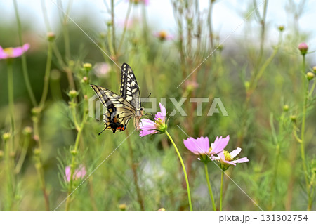 コスモスの蜜を吸うキアゲハ コスモスの蜜を吸うキアゲハ 131302754