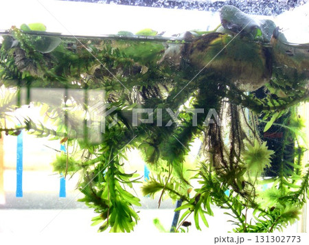 水草-2 131302773