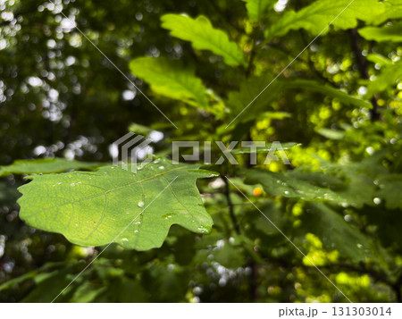Green oak leaf close-up Green oak leaf close-up 131303014