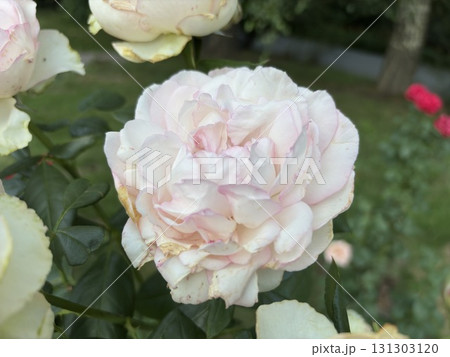 White and pink flower 131303120