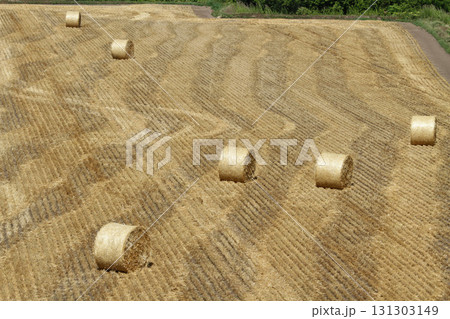 麦わらサイレージ 麦わらロール 麦藁サイレージ 麦わらサイレージ 麦わらロール 麦藁サイレージ 131303149