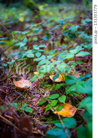 Orange-brown wild mushroom growing among pine needles and forest moss in a Czech woodland. Concept of seasonal foraging, hidden treasures and natural biodiversity on the forest floor. Orange-brown wild mushroom growing among pine needles and forest moss in a Czech woodland. Concept of seasonal foraging, hidden treasures and natural biodiversity on the forest floor. 131303779