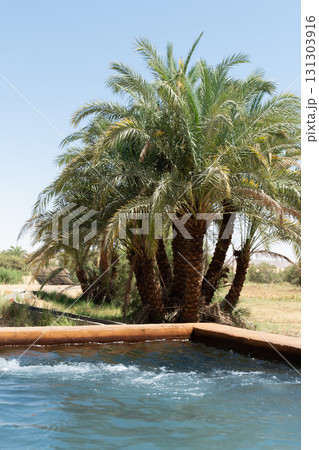 Hot springs in the Bahariya oasis in Egypt. Black and White desert tour.  131303916