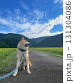 散歩中にちょっとひと休み、秋田犬 131304086