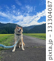 散歩中にちょっとひと休み、秋田犬 131304087