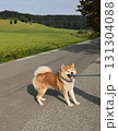 散歩中に駄々こねる、秋田犬 131304088