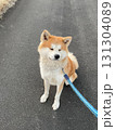 散歩中にちょっとひと休み、秋田犬 131304089
