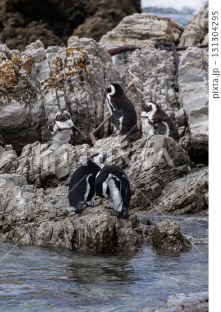 African penguins rest on Stony point, Bettys Bay, Western Cape, South Africa African penguins rest on Stony point, Bettys Bay, Western Cape, South Africa 131304295