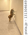 退屈な芝犬 131304649