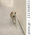 退屈な芝犬 131304653