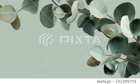 ユーカリの葉とミントグリーンの背景の抽象的な自然デザイン 131305731