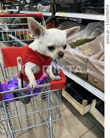 Chihuahua dog shopping in supermarket cart with owner 131306054