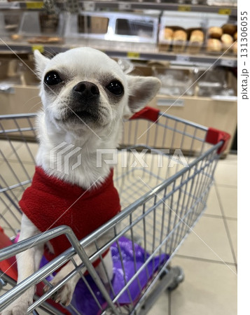 Chihuahua dog riding shopping cart in grocery store 131306055