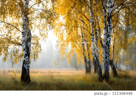 Golden birch grove in soft morning mist, sunlit yellow leaves and white trunks over a grassy meadow 131306446
