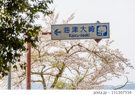 満開の桜と海津大崎の道路標識 131307556