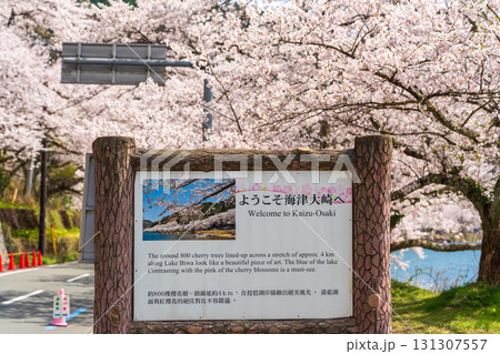 ようこそ海津大崎へ。満開の桜 131307557