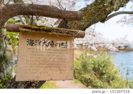 琵琶湖国定公園、日本さくら名所100選、海津大崎の桜 131307558