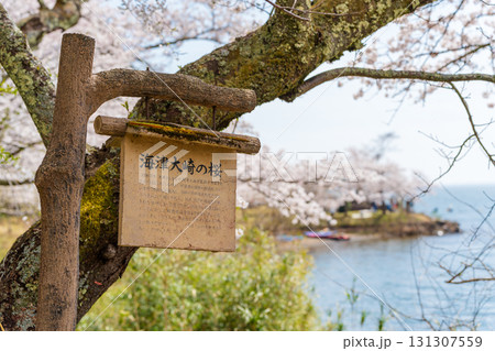 琵琶湖国定公園、日本さくら名所100選、海津大崎の桜 131307559