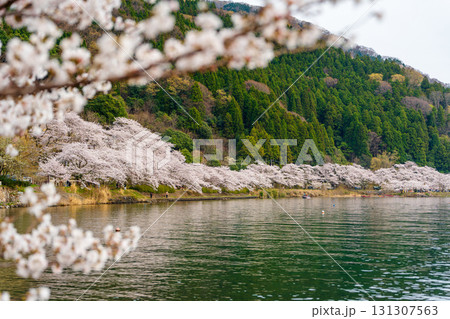 春の琵琶湖畔に咲き誇る海津大崎の桜並木 131307563