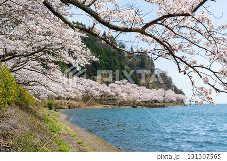 春の琵琶湖畔に咲き誇る海津大崎の桜並木 春の琵琶湖畔に咲き誇る海津大崎の桜並木 131307565