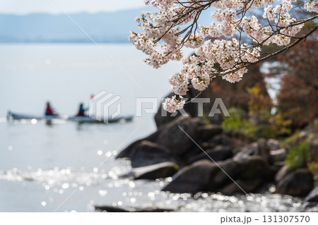 満開の桜と琵琶湖の岩場を進むカヤック 131307570