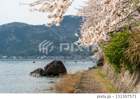 春の海津大崎、琵琶湖畔の桜並木の遊歩道 131307571