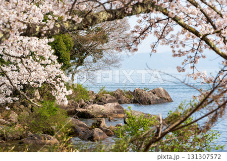 春の海津大崎、琵琶湖畔の桜並木の遊歩道 131307572