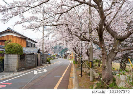 春の桜並木が美しい高島市の街並み、滋賀県 131307579