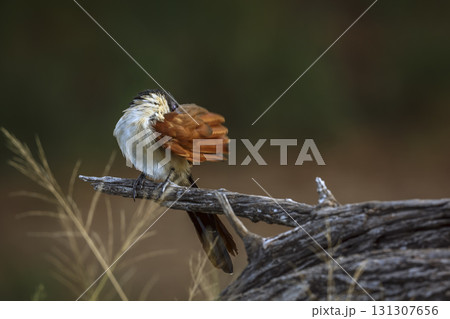 Burchell Coucal in Greater Kruger National park, South Africa Burchell Coucal in Greater Kruger National park, South Africa 131307656
