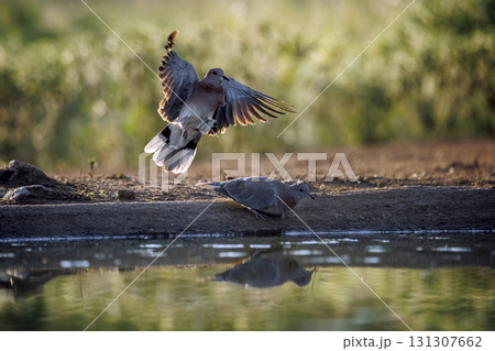 Laughing Dove in Greater Kruger National park, South Africa 131307662