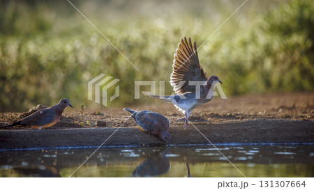 Laughing Dove in Greater Kruger National park, South Africa 131307664