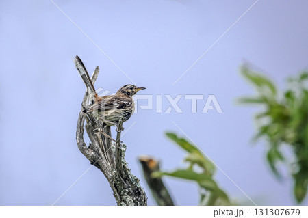 Red backed Scrub Robin in Greater Kruger National park, South Africa 131307679