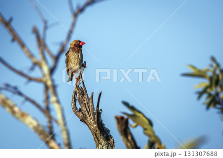 Red-billed Quelea in Greater Kruger National park, South Africa 131307688