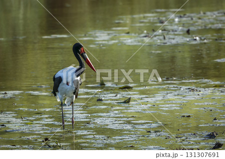 Saddle billed stork in Greater Kruger National park, South Africa 131307691