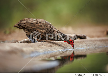 Swainson's Spurfowl in Greater Kruger National park, South Africa 131307697