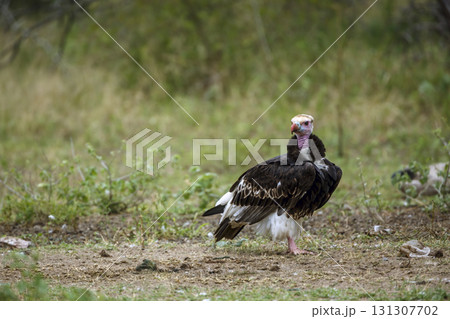 White headed Vulture in Greater Kruger National park, South Africa 131307702