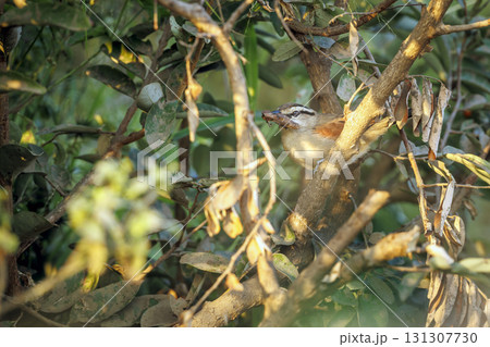 Brown crowned Tchagra in Greater Kruger National park, South Africa Brown crowned Tchagra in Greater Kruger National park, South Africa 131307730