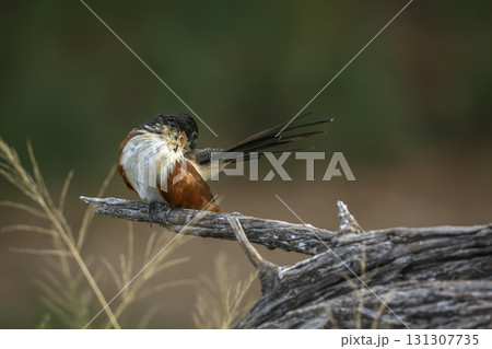 Burchell Coucal in Greater Kruger National park, South Africa 131307735