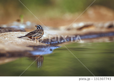 Cinnamon breasted Bunting in Greater Kruger National park, South Africa 131307743