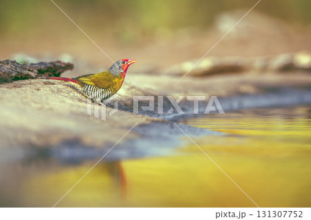 Green winged Pytilia in Greater Kruger National park, South Africa 131307752