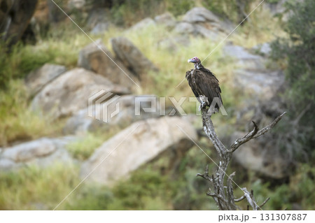 Lappet faced Vulture in Greater Kruger National park, South Africa Lappet faced Vulture in Greater Kruger National park, South Africa 131307887