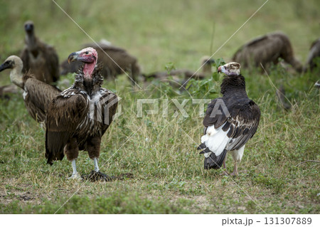 Lappet faced Vulture in Greater Kruger National park, South Africa 131307889