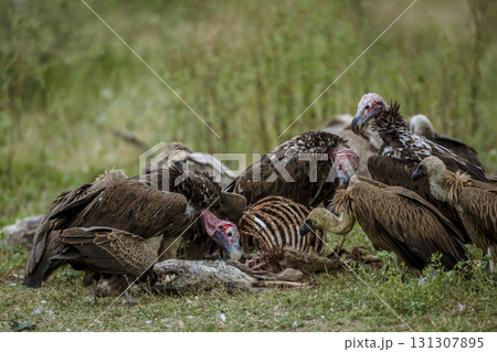Lappet faced Vulture in Greater Kruger National park, South Africa Lappet faced Vulture in Greater Kruger National park, South Africa 131307895