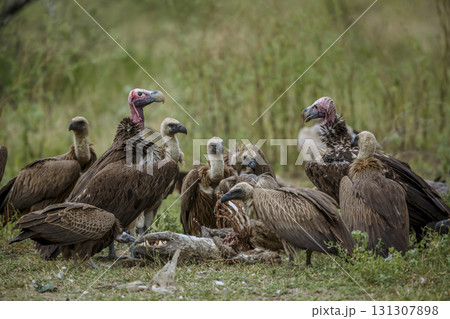 Lappet faced Vulture in Greater Kruger National park, South Africa Lappet faced Vulture in Greater Kruger National park, South Africa 131307898