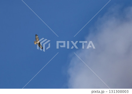 Common Buzzard (Buteo buteo) in flight, wildlife Common Buzzard (Buteo buteo) in flight, wildlife 131308003