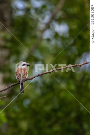 Wildlife shot of Red-backed Shrike (Lanius collurio) on the branch. 131308007