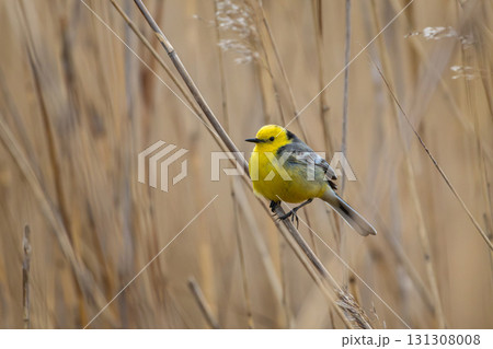 Citrine wagtail motacilla citreola male sitting on grass. Citrine wagtail motacilla citreola male sitting on grass. 131308008