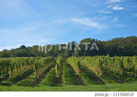 Golden Grapes Across Alsace Vineyards Golden Grapes Across Alsace Vineyards 131308019