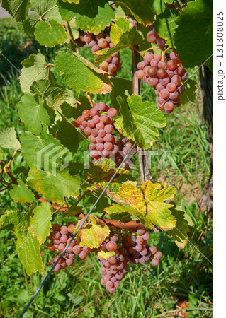Golden Grapes Across Alsace Vineyards Golden Grapes Across Alsace Vineyards 131308025